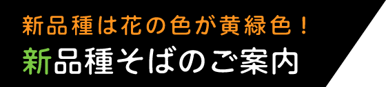 新品種そばのご案内