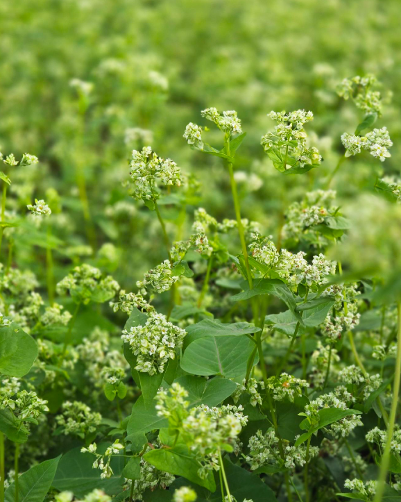 はるかみどり　九州9号