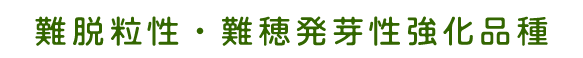 難脱粒性・難穂発芽性強化品種