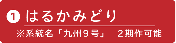 ①はるかみどり　※系統名「九州９号」　２期作可能