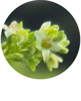 栽培している品種について