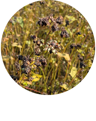 花散里のそば栽培方法