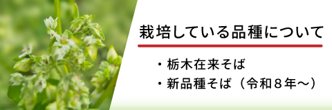 栽培している品種について